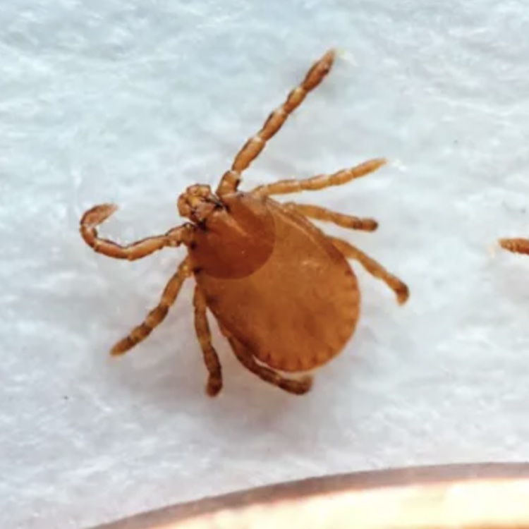 Invasive tick new to Ga. confirmed in three counties